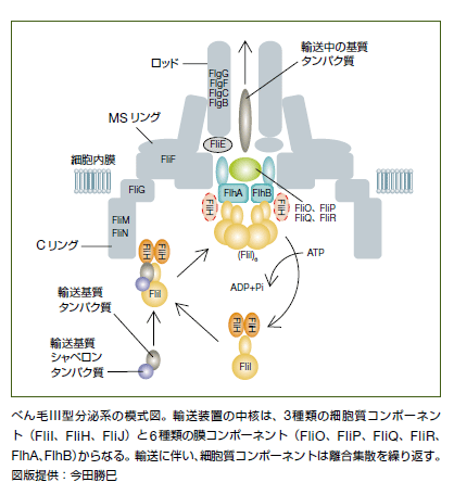 細菌のタンパク質分泌装置と輸送基質タンパク質群の構造・機能解析
