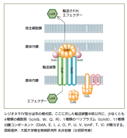 細菌のタンパク質分泌装置と輸送基質タンパク質群の構造・機能解析