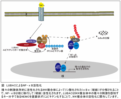 直鎖状ポリユビキチン鎖による選択的NF-kB活性化機構