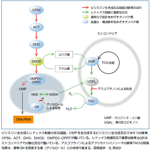 ピリミジン生合成とレドックス制御の反応経路